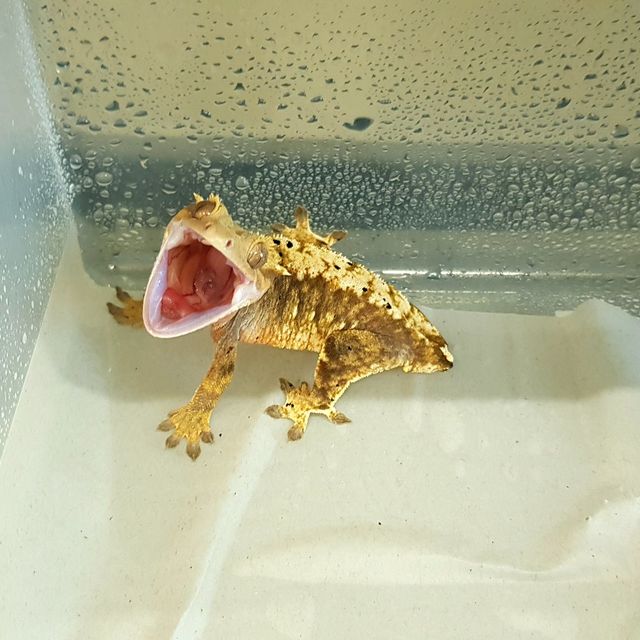 노멀