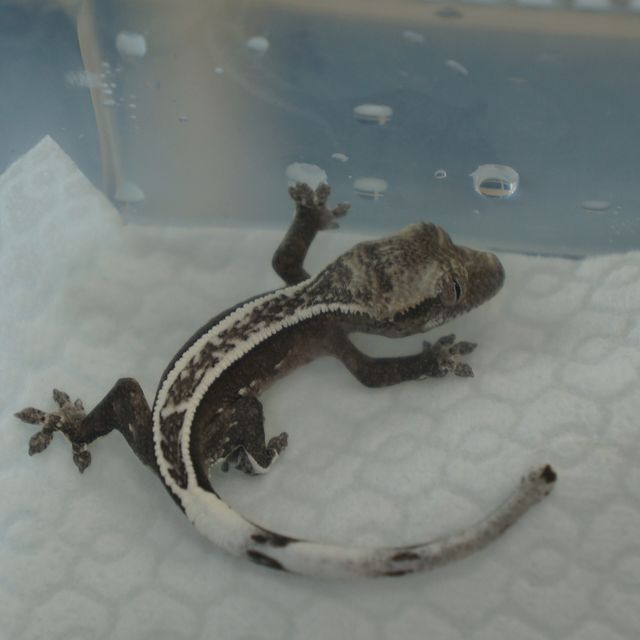 아잔틱