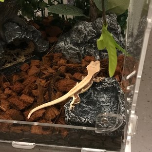 릴리100%헷아잔틱