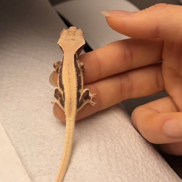 릴리100%헷아잔틱