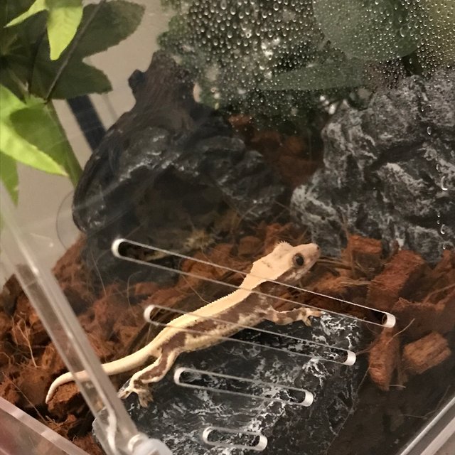 릴리100%헷아잔틱