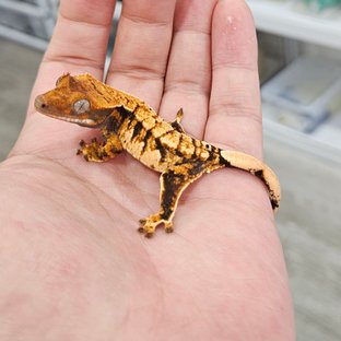 노멀 트라이 익스트림할리퀸