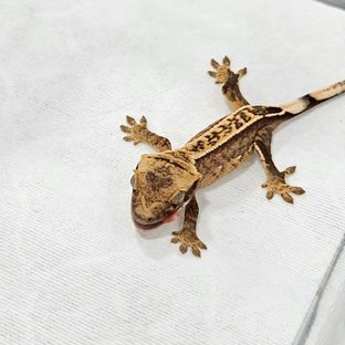 노멀 쿼드 옐로우 크림