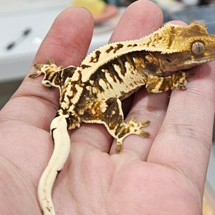 노멀 익스트림할리퀸 트라이