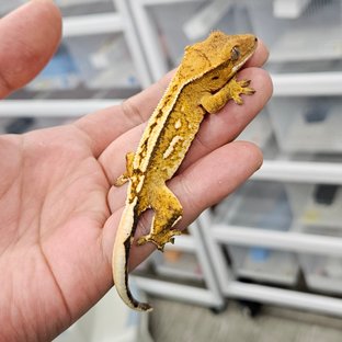 노멀 크림시클 크림 쿼드