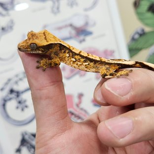 노멀 트라이 쿼드 텐저린