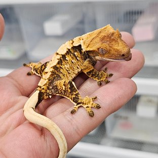 트라이 화이트스팟 노멀