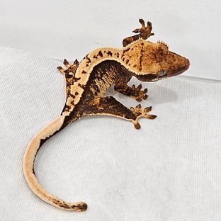 노멀 트라이 쿼드