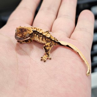 노멀 트라이 화이트스팟