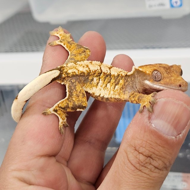 트라이 화이트스팟