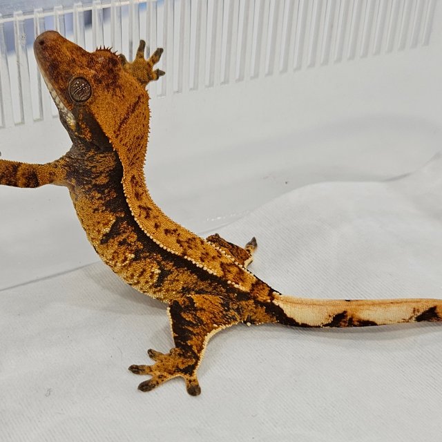 노멀 트라이 텐저린