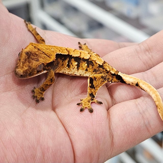 노멀 트라이 텐저린