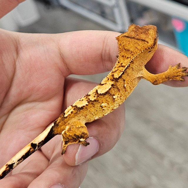 노멀 크림 텐저린