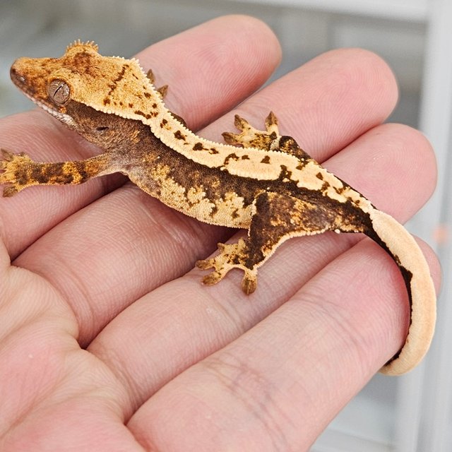 노멀 트라이 쿼드