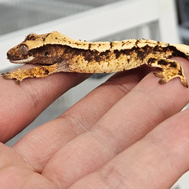 트라이 화이트스팟 드리피