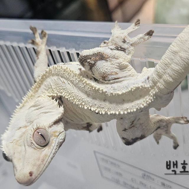 릴리화이트