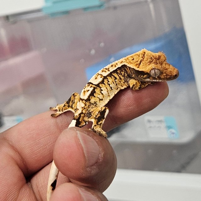 트라이 화이트스팟