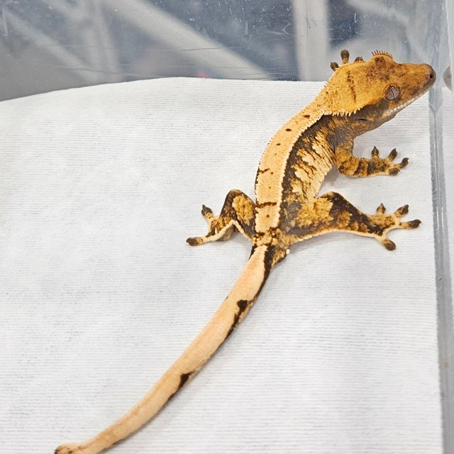 노멀 트라이 드리피 화이트스팟