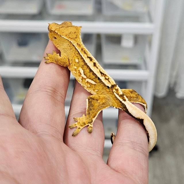 노멀 크림시클 크림 쿼드