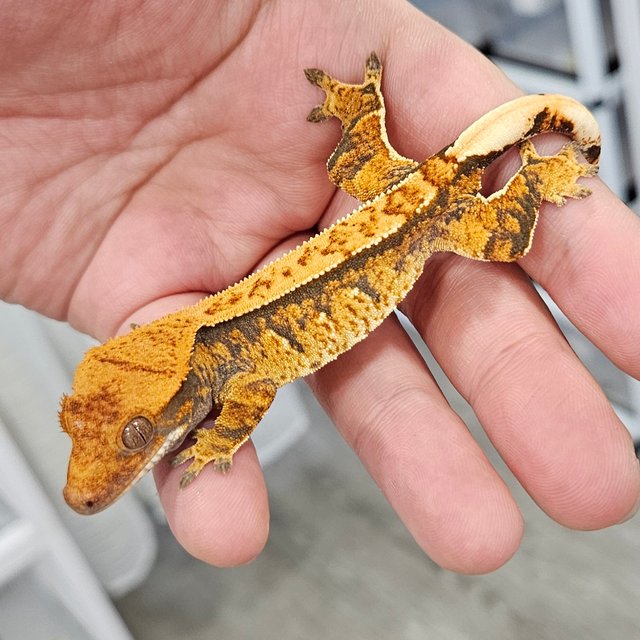 노멀 트라이 텐저린