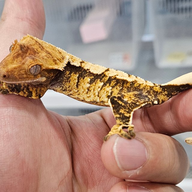 트라이 화이트스팟 노멀