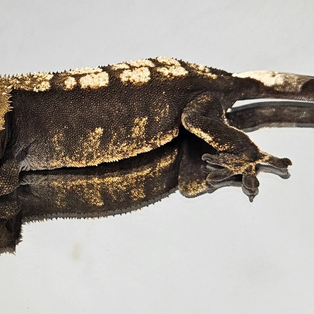 플레임 블랙 챠콜 다크