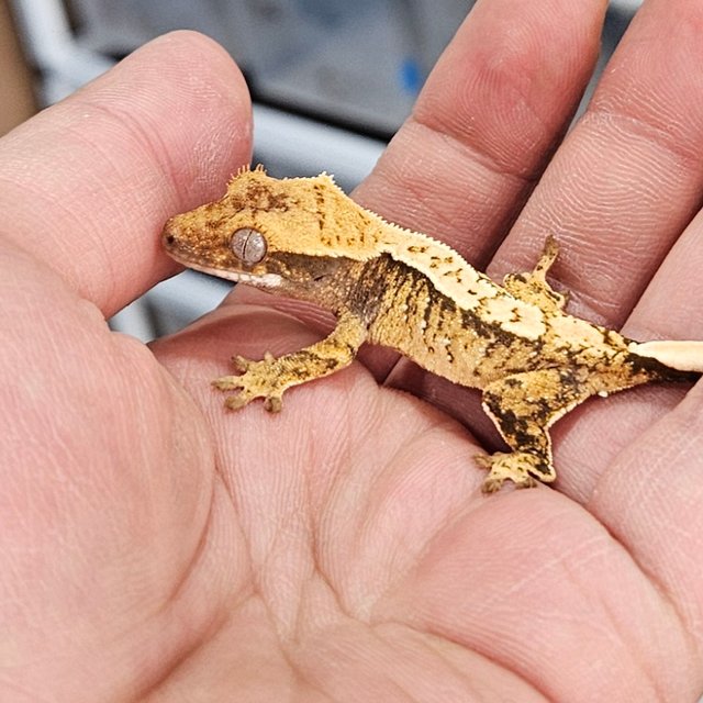 노멀 트라이 화이트스팟