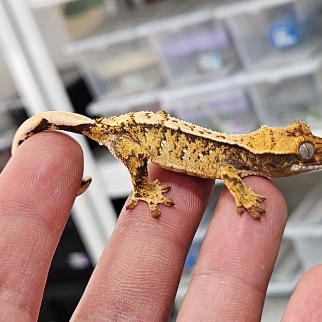 노멀 트라이 화이트스팟