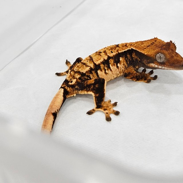 노멀 트라이 익스트림할리퀸