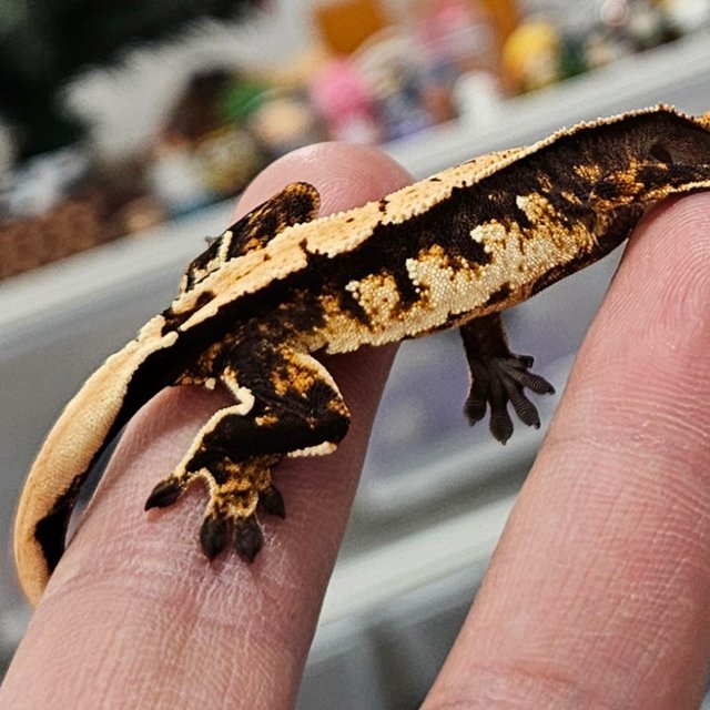 노멀 화이트스팟 다크