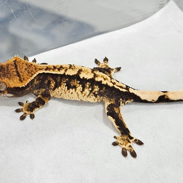 노멀 트라이 다크