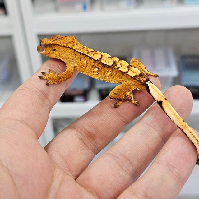 노멀 크림 텐저린