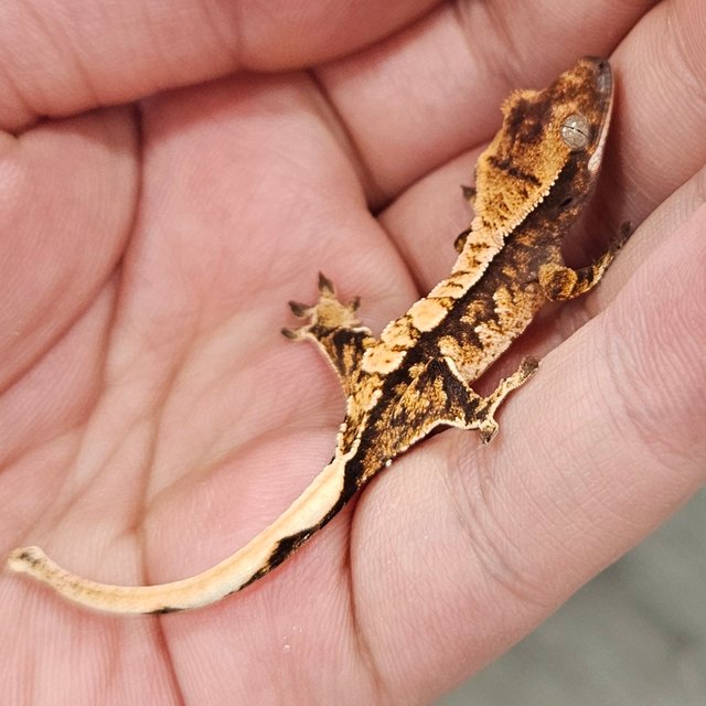 노멀 트라이 화이트스팟