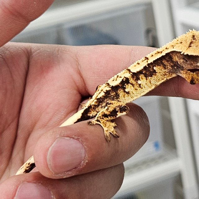 트라이 화이트스팟 드리피