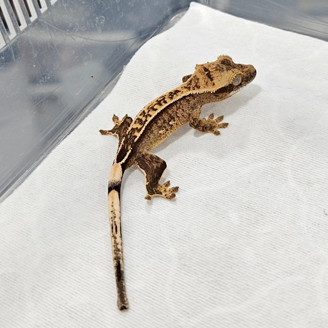 노멀 쿼드 옐로우 크림