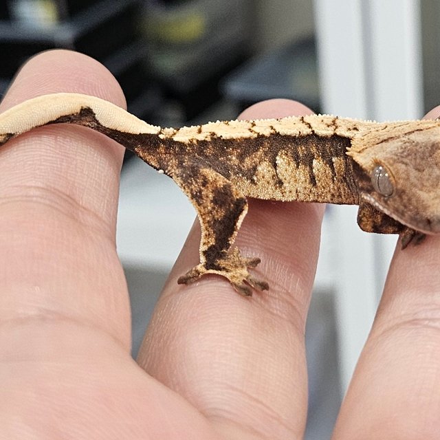 노멀 트라이 화이트스팟