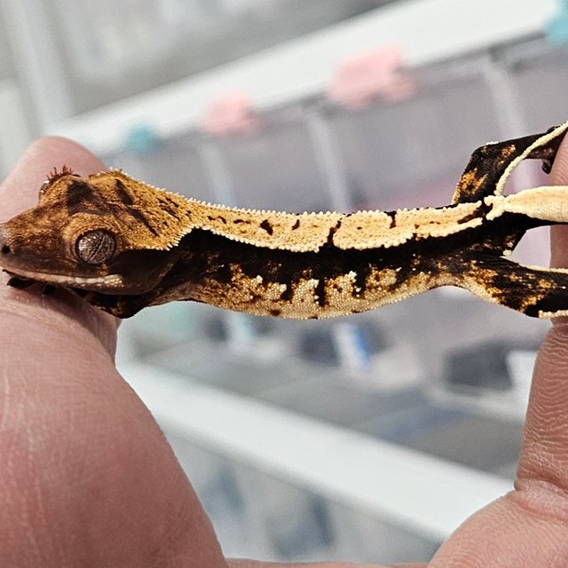 노멀 화이트스팟 다크