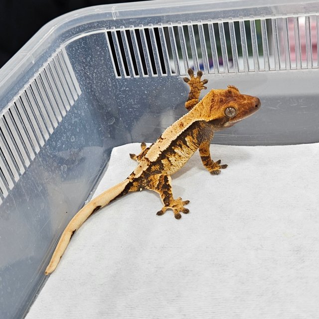 노멀 트라이 드리피 화이트스팟