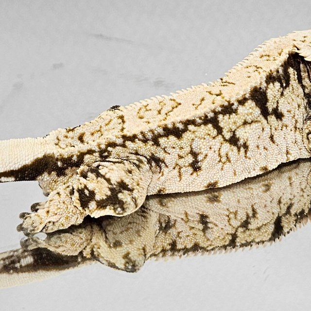 노멀 드리피 화이트스팟