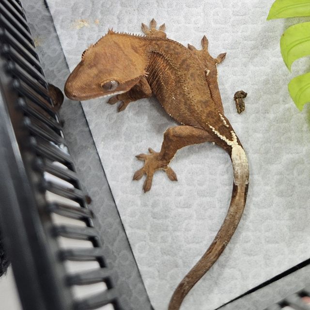 카푸치노 패턴리스