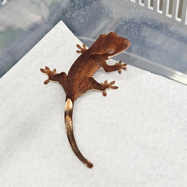 레드