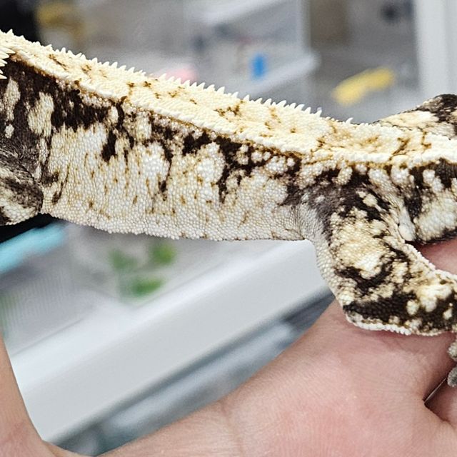 노멀 드리피 화이트스팟