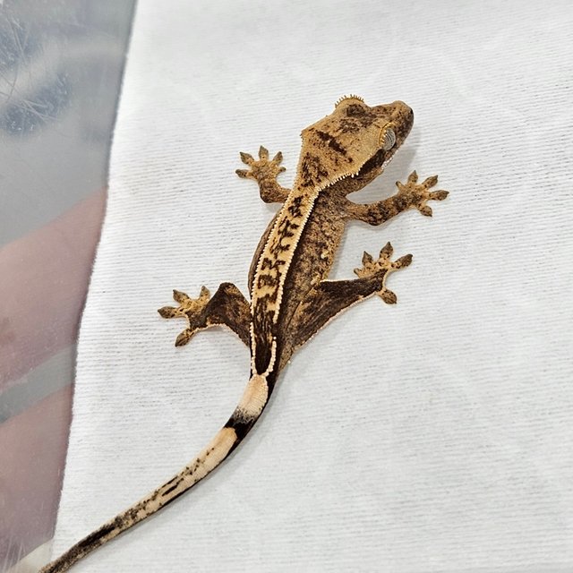 노멀 쿼드 옐로우 크림