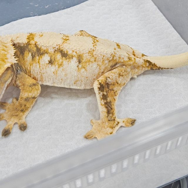 노멀 트라이 화이트스팟 화이트