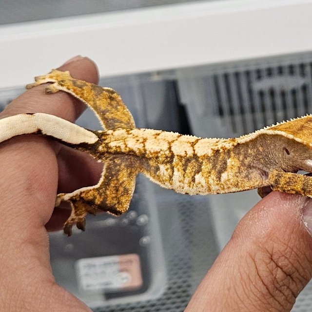 트라이 화이트스팟