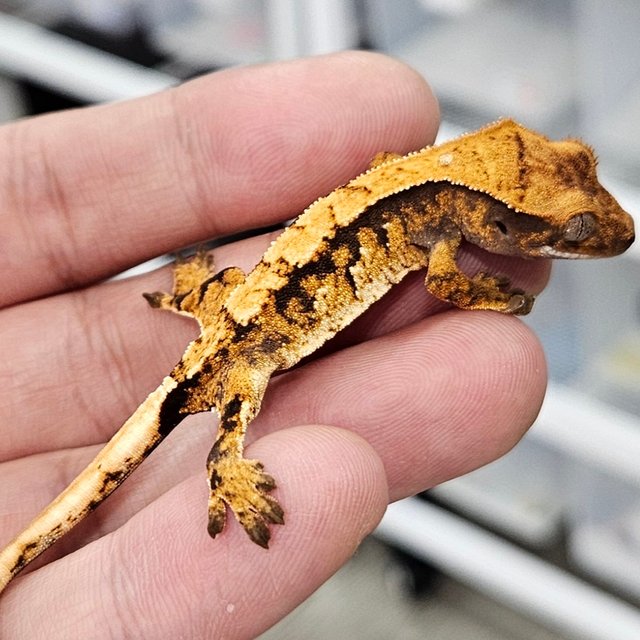 노멀 트라이 텐저린