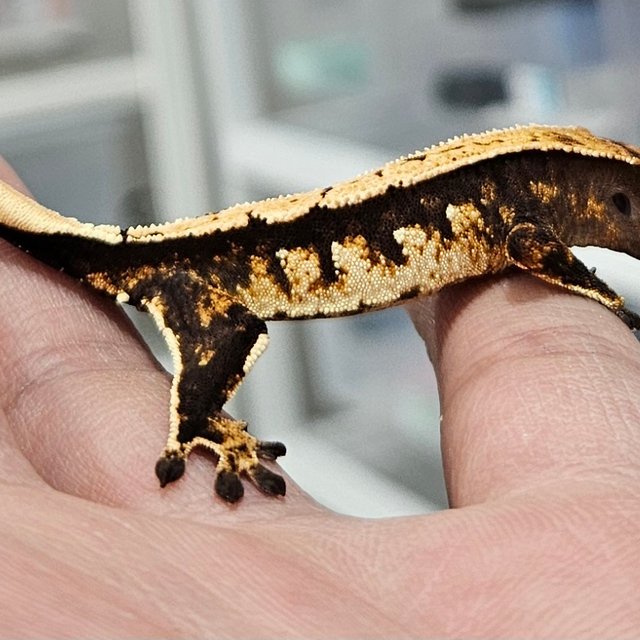 노멀 화이트스팟 다크