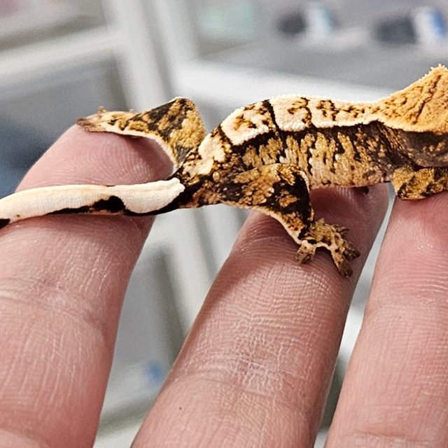 트라이 화이트스팟