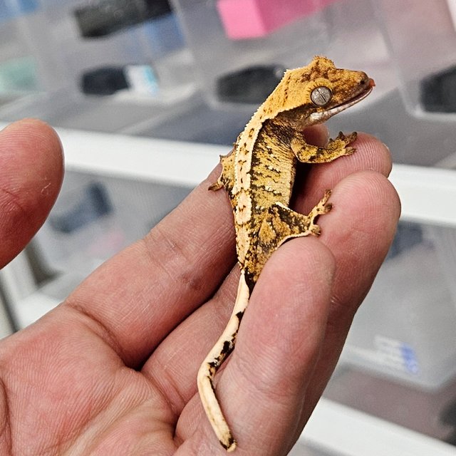 노멀 트라이 화이트스팟