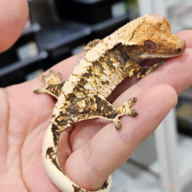 드리피 트라이 화이트스팟